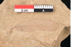 Foto (Detailansicht) von Santalum acheronticum Ettingshausen (NHMW-GEO-2024-0188-7926)